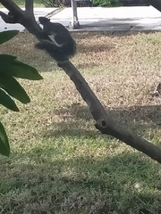 Sciurus yucatanensis