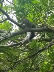 Sciurus yucatanensis