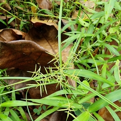 Cyperus sphacelatus