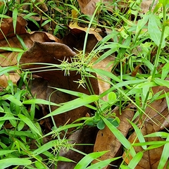 Cyperus sphacelatus