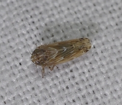Psammotettix alienus