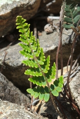 Paragymnopteris marantae marantae
