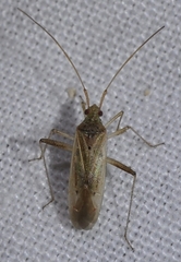 Creontiades pallidus