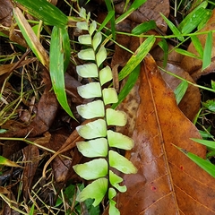 Adiantum trapeziforme