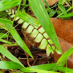 Adiantum trapeziforme