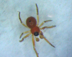 Erigoninae