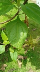Smallanthus pyramidalis
