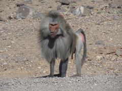 Papio hamadryas