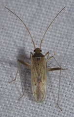 Creontiades pallidus