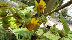 Smallanthus pyramidalis