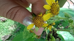Smallanthus pyramidalis