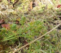 Polycarpon tetraphyllum