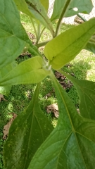 Smallanthus pyramidalis