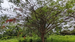 Erythrina poeppigiana