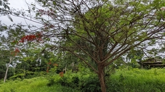 Erythrina poeppigiana