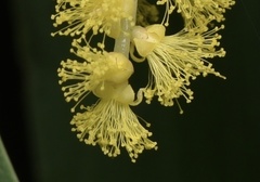 Acacia auriculiformis