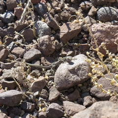 Liolaemus constanzae