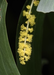 Acacia auriculiformis