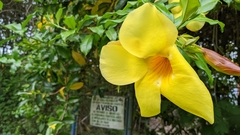 Allamanda