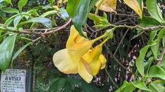 Allamanda