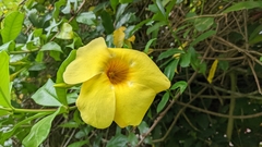 Allamanda
