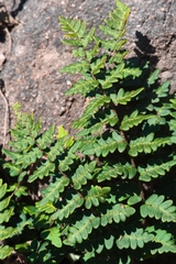 Paragymnopteris marantae marantae