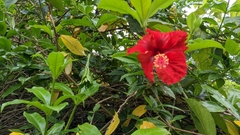 Allamanda