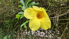 Allamanda