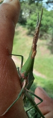 Acrida acuminata