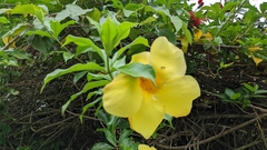 Allamanda
