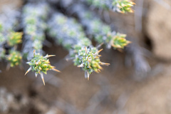 Junellia seriphioides