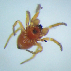 Erigoninae