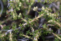 Acantholippia seriphioides