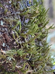 Forsstroemia trichomitria