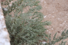 Ceratocarpus arenarius