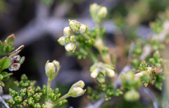 Acantholippia seriphioides