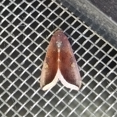 Micrathetis canifimbria