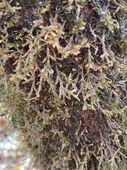 Forsstroemia trichomitria