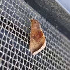 Micrathetis canifimbria