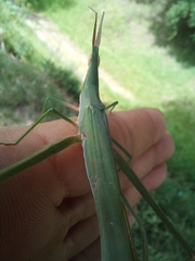 Acrida acuminata