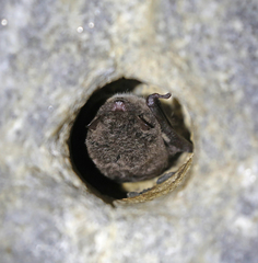 Myotis daubentonii