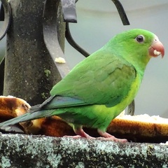 Brotogeris tirica
