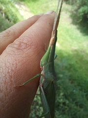 Acrida acuminata