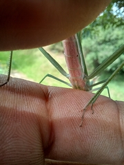 Acrida acuminata