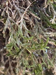 Forsstroemia trichomitria