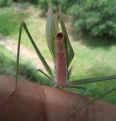Acrida acuminata