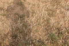 Hyoscyamus pusillus