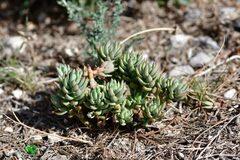 Petrosedum sediforme