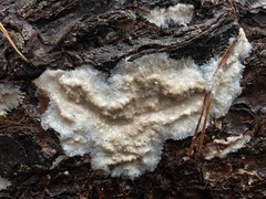 Phlebia centrifuga