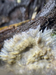 Phlebia centrifuga